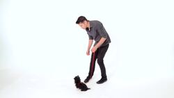 How to Teach Your Puppy to Come When Called Instructional Video