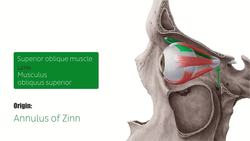 Superior oblique muscle Instructional Video
