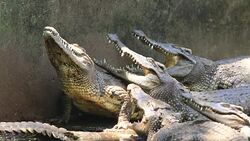 There are many crocodiles in the crocodile cattery Stock Footage