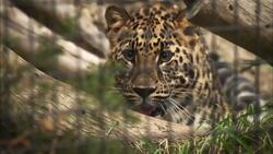 These Are What Zookeepers Are Doing To Help This Specific Leopard Species Instructional Video
