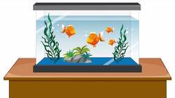 Do Goldfish Only Have a 3-Second Memory? Instructional Video