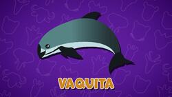 I WONDER - What Is A Vaquita? Instructional Video