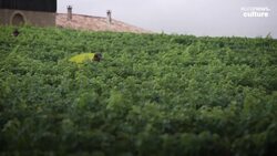 Droughts and record high temperatures force Europe's vintners to harvest early News Clip