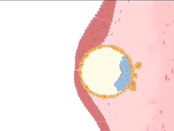 The Stages of Human Development: From Fertilization to Birth Instructional Video