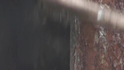 Elk scratching Stock Footage