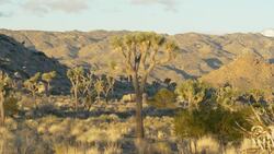 Joshua Tree Revealed: A Drone's Eye View Instructional Video