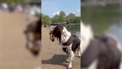 How To Keep Your Pet Cool In The Heatwave News Clip