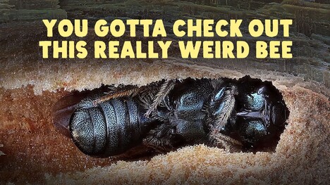 The Weird Bee That Isn't Social Or Solitary