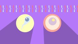 Sperm and Eggs Cells Instructional Video