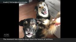 #TheMoment two dogs stole the hearts of millions News Clip