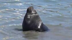 Sea lions at a beach Stock Footage