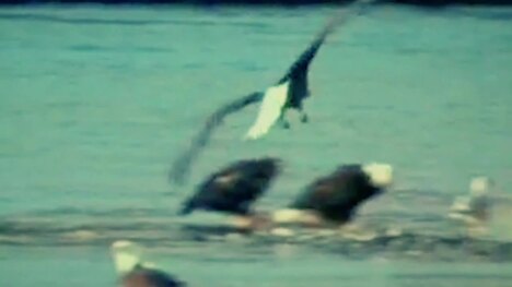 Eagles: Predators of the Skies