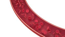 I WONDER - How Do Our Veins Control Our Blood Flow? Instructional Video