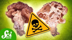 The 6 Deadliest Mushrooms Instructional Video