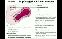 Pancreatic and Brush Border Enzymes of the Small Intestine Instructional Video