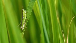 Slow motion grasshopper on green rice plant field Stock Footage