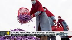 Afghan Women Harvest Saffron News Clip