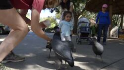 This Guinea Fowl Is Full of Life and Guests at the San Diego Zoo Love To See It! Instructional Video