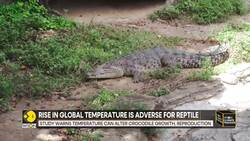 Climate change is changing behaviour of crocodiles News Clip
