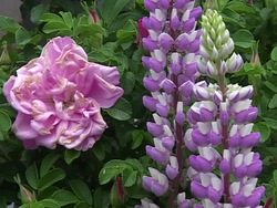 Ciclos de vida: ciclo de vida de las plantas con flores Instructional Video