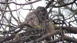 Great Grey Owls Preening Instructional Video