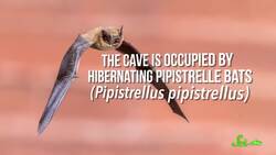 Attack of the Brain-Eating Killer Songbirds Instructional Video