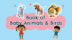 Cute Baby Animals - Little Wildlife Wonders Instructional Video