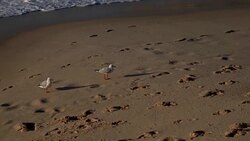 Beautiful seagulls at the beach Stock Footage