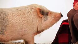 Is It Legal to Keep a Pig in Your Home? Instructional Video