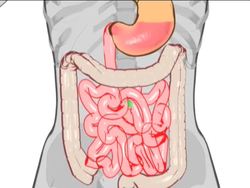 Food and Digestion: Summing Up Instructional Video
