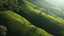 Nuwara Eliya by Drone: Sri Lanka’s Highland Paradise Stock Footage