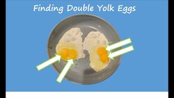 Double Yolk Eggs Instructional Video