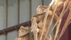 CLEAN : Niger museum is eclectic national 'mirror' News Clip