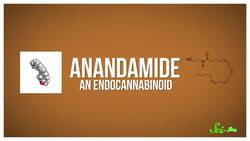 Social Interaction and the 'Bliss Molecule' Instructional Video