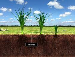 Vegetative Propagation in Plants 1 Instructional Video
