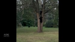 #TheMoment 7 black bears climbed a tree on a Manitoba farm Instructional Video