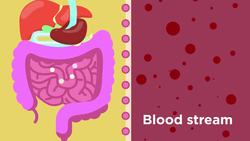 Small intestine and food absorption Instructional Video