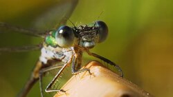 Dragonfly Lestes Dryas on dry reeds. Stock Footage