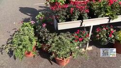 Garden Guide: This is why you should grow Geraniums this summer News Clip