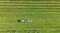 Vineyard optimistic for ‘top-quality vintage’ as earliest harvest begins News Clip