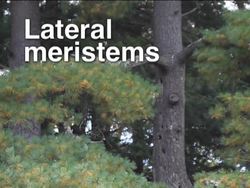 Investigating Plant Structure and Function: Plant Tissues Instructional Video