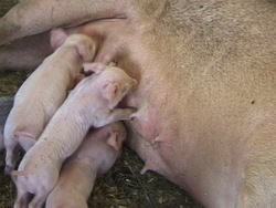 Ciclos de vida: ciclo de vida de los mamíferos Instructional Video