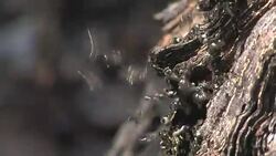 Sugarbag bees (Tetragonula carbonaria) at their hive, Australia Stock Footage
