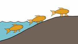 Which Fish Did We Evolve From? Instructional Video