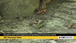 European wall lizard adapting and spreading on Vancouver Island News Clip