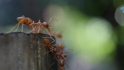 Red ant action walking in the nature Stock Footage