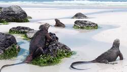 Exploring the Iguanas of the Galapagos Instructional Video