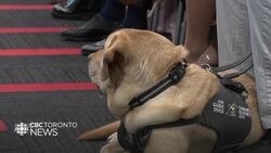 It's graduation day for more than a dozen CNIB guide dogs News Clip