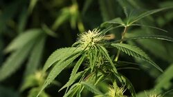 blooming medical cannabis plant Stock Footage