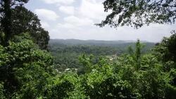 CLEAN : STOCKSHOTS: French Guyana Amazonian park News Clip